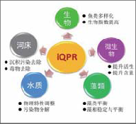 iqpr水体修复技术-